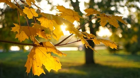 Park branch tree leaves Stock Footage 81480801