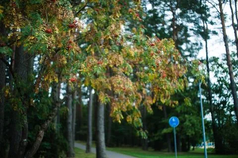 Park Canopy: Graceful Tree Branches in Harmony Foto stock