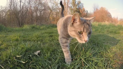 Park cat slowly approaching the camera Stock Footage 172061757