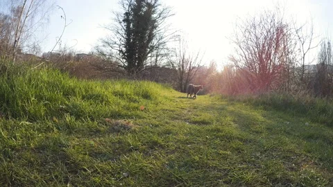 Park cat Walking grass sunset light Stock Footage 172061650