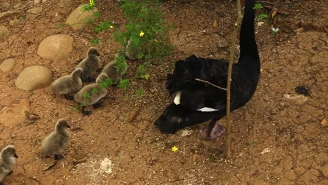 Park of China with protected area for swans near Chengdu Stock Footage 165393549