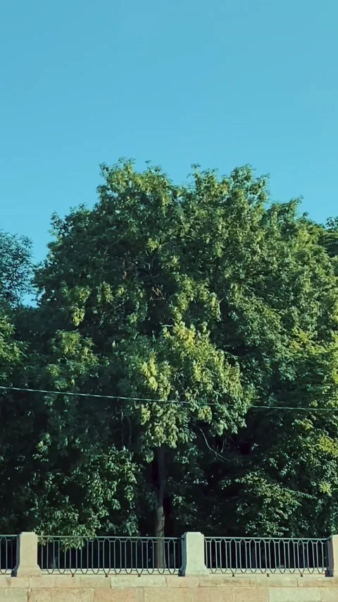 Park in the city center Stock Footage 202272203