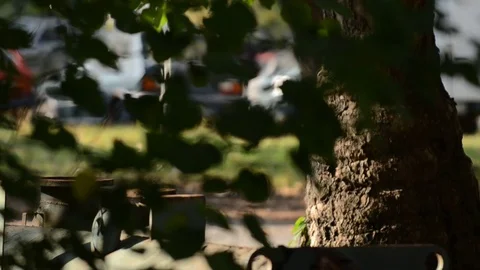 Park in the city Stock Footage 85216618