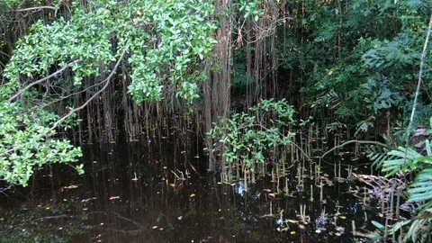 Park in the city Stock-Footage 120524765