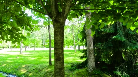 Park clearing with trees and grass. Video stock 341791818