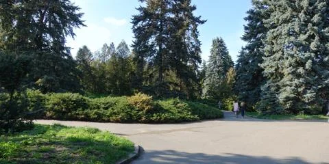 Park with coniferous trees in spring 库存照片