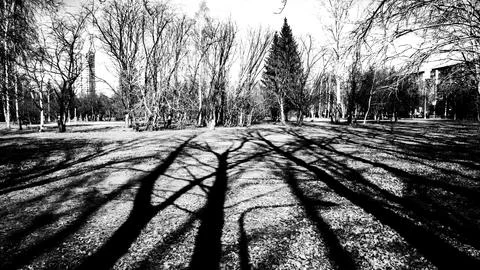 Park contrast shadow 스톡 사진