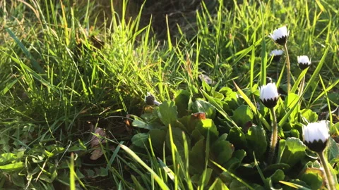 Park Daisy Herb green Video stock 172061702