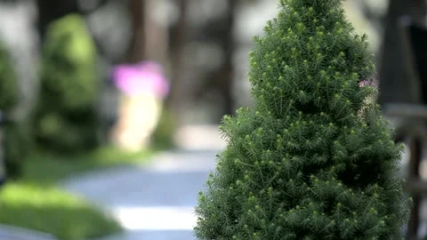 Park with decorative paths in summer Stock Footage 221274608
