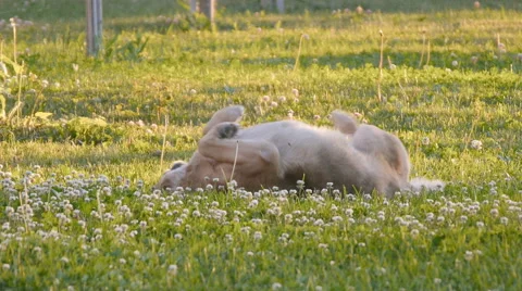 Park Dog On the Grass Stock Footage 50858119