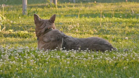 Park Dog On the Grass Stock Footage 50858153