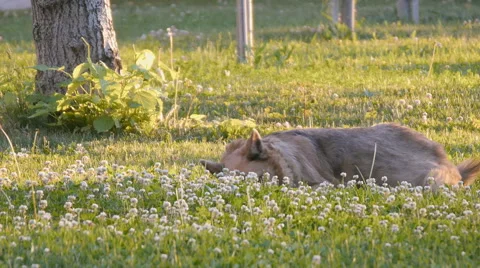 Park Dog On the Grass Stock Footage 50858221