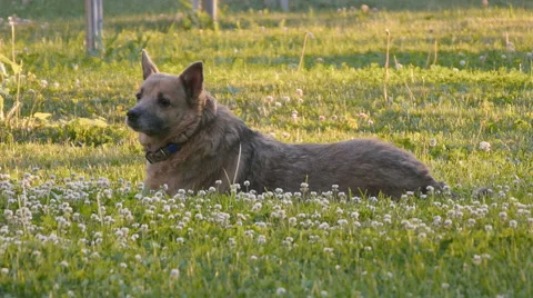 Park Dog On the Grass Stock Footage 50858259