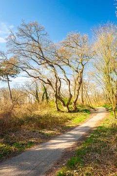 Park with dramatical shaped trees in spring Stock Photos