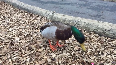 Park Duck Stock Footage 81679209