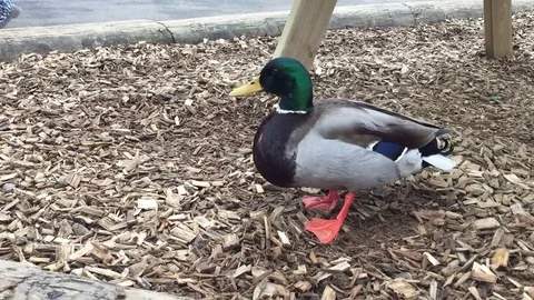 Park Duck Stock Footage 81679314