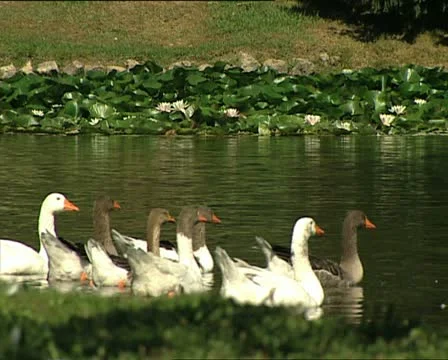 PARK ducks in a pond Video stock 11522106