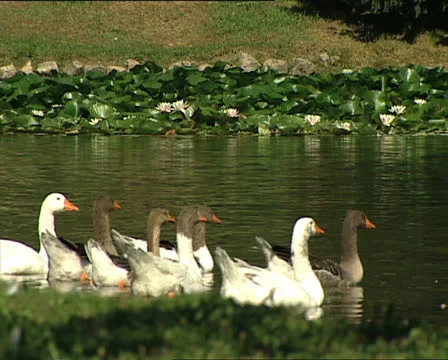 PARK ducks in a pond 動画素材 22946121