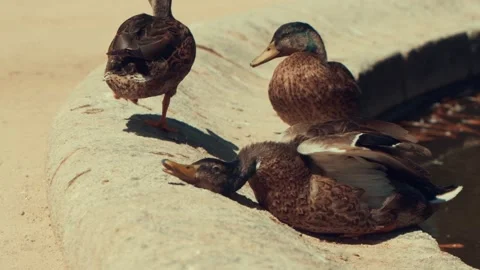 Park Ducks Resting on the Edge of a Pond Stock Footage 214158183