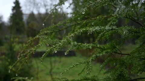 Park during the rain Stock Footage 187211456