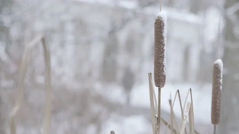 Park during a snowfall Stock Footage 111048106