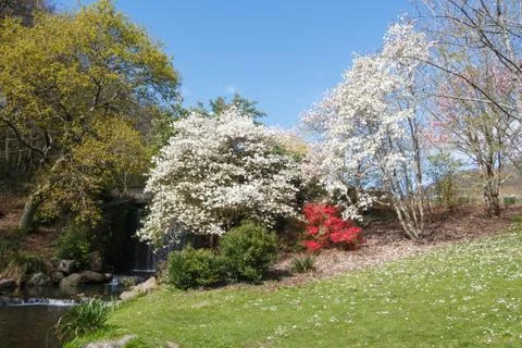 Park during spring Stock Photos