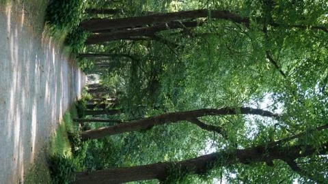 In a park during summer 库存照片