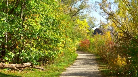 Park Fall Path Landscape Background, Nature Trees in Autumn Season Forest Trees Stock-Footage 83841147