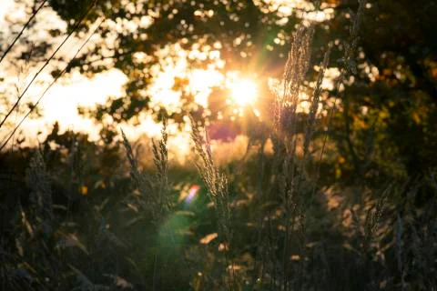 Park in the fall Stock Photos