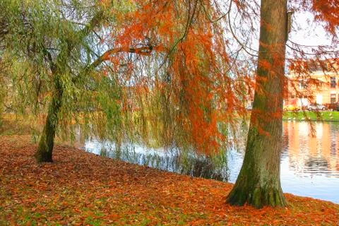 Park  in the fall Stock Photos
