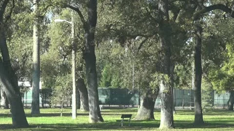Park with Falling Leaves 1 Video stock 10680592