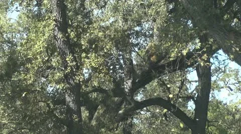 Park with Falling Leaves 3 Video stock 10681294
