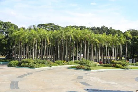 The park features an array of tall palm trees in the center, with neatly ar.. Fotos de archivo