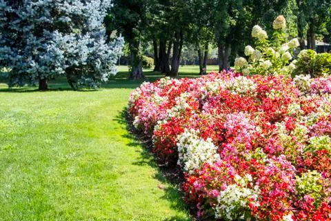 Park Flower Stock Photos