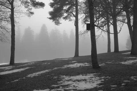 Park in the fog in early spring Stock Photos