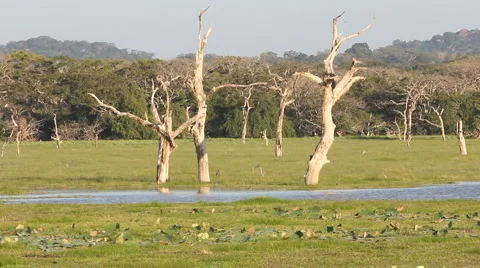 Park 스톡 동영상 1094988