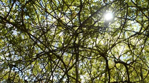 Park Stock-Footage 8922817