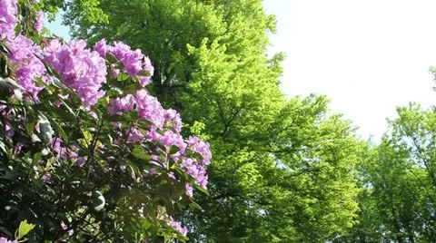 Park Video stock 11240416