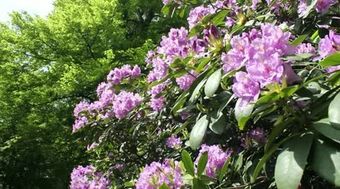 In the Park Stock Footage 11240439