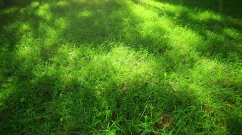 Park Stock Footage 11527744