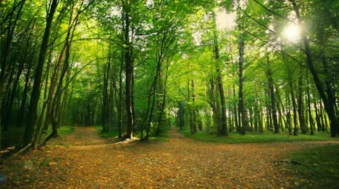 Park Stock Footage 11945686