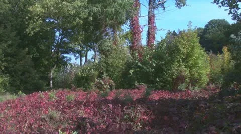 Park Stock Footage 12330927