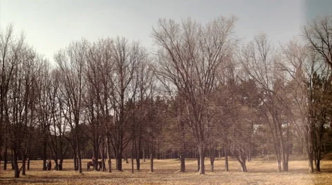 In the park Stock Footage 36993776