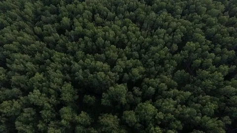 Park 스톡 동영상 77329231