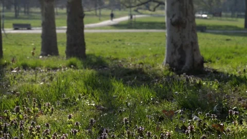 In the park Stock Footage 105449797
