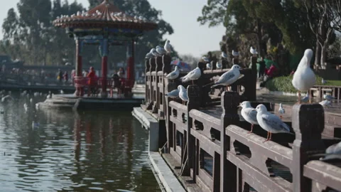 Park Stock Footage 233869448