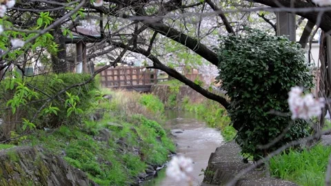 Park Stock Footage 237138473