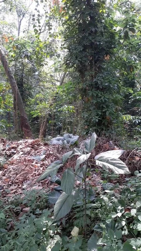 The park Video stock 248039454