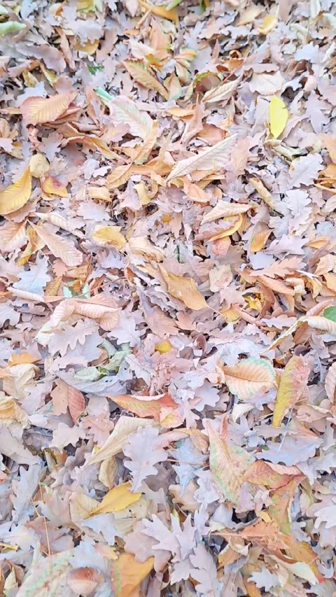Park Stock Footage 321890863