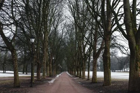 Park footpath in winter with dead trees, mystery spooky morning in winter Foto stock
